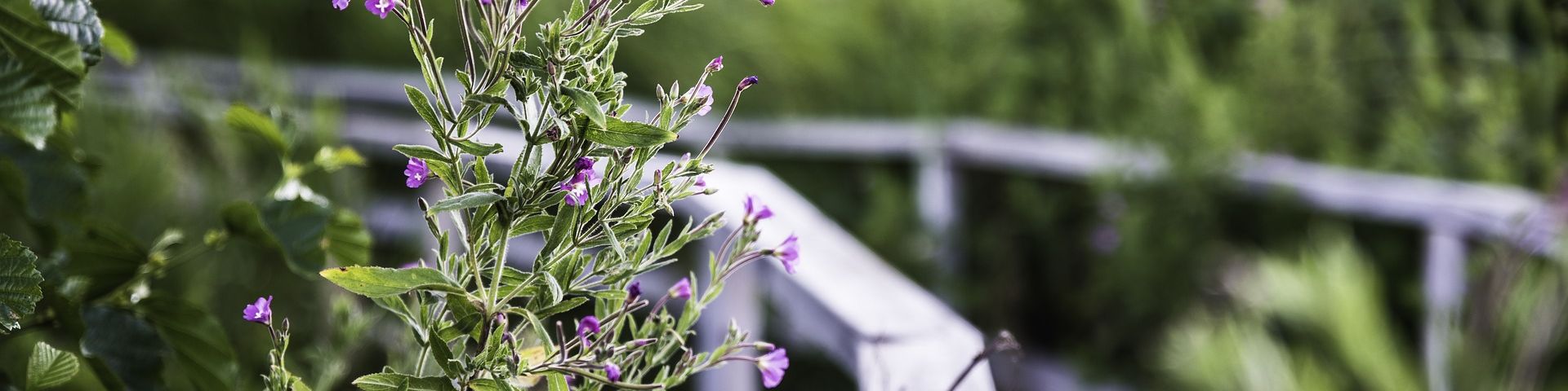 Blumen an einem Wanderweg