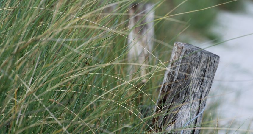 Impression Schilf am Strand